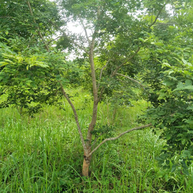 ขายที่ดินศรีเชียงใหม่หนองคาย พร้อมต้นพยุงเกือบ500ต้น   ในหมู่บ้านทำเลดี  ใกล้แม่น้ำโขง