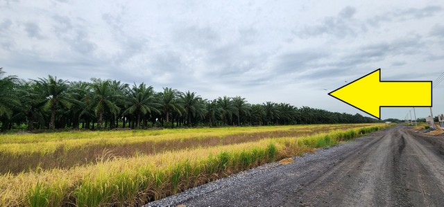 ขายที่ดิน คลอง 9 หนองเสือ 1 ไร่ ใกล้ตลาด