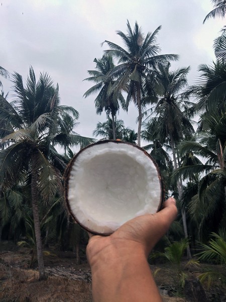 ขาย สินค้า ส่งฟรีกรุงเทพปริมณฑล ประจวบครีรีขันธฺ์ มะพร้าวกะทิ จำหน่ายมะพร้าวกะทิแบบลูก ทับสะแก